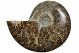 Polished Ammonite (Cleoniceras) Fossil - Madagascar #205108-1